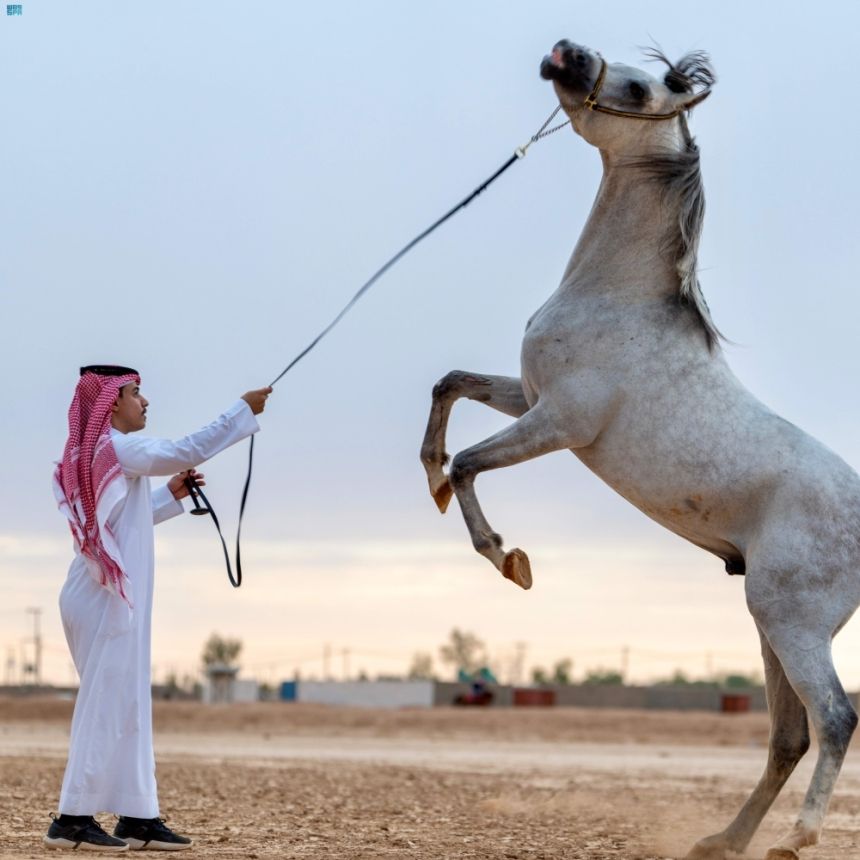 رياضة ركوب الخيل في رفحاء - واس