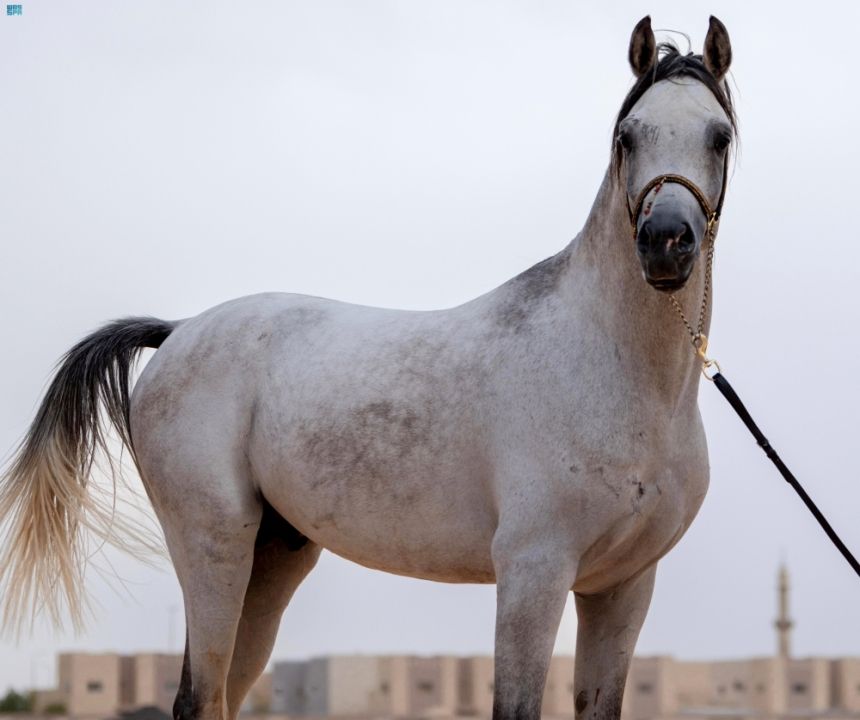 رياضة ركوب الخيل في رفحاء - واس