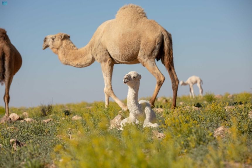 الإبل في المملكة.. علاقة أبدية خلدتها النقوش الصخرية