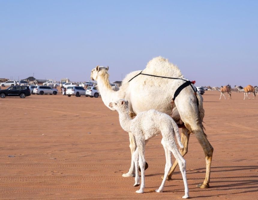 صغار الإبل وتنوع مسمياتها عند أهل الجزيرة العربية - واس