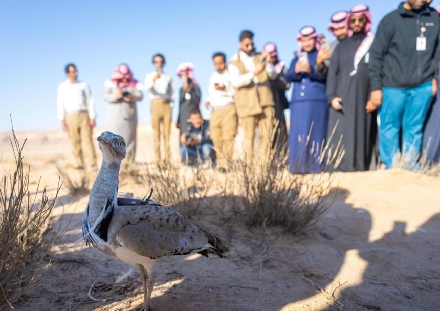 محمية الملك خالد الملكية تستقبل اليوم 66 كائنًا مهددًا بالانقراض - واس