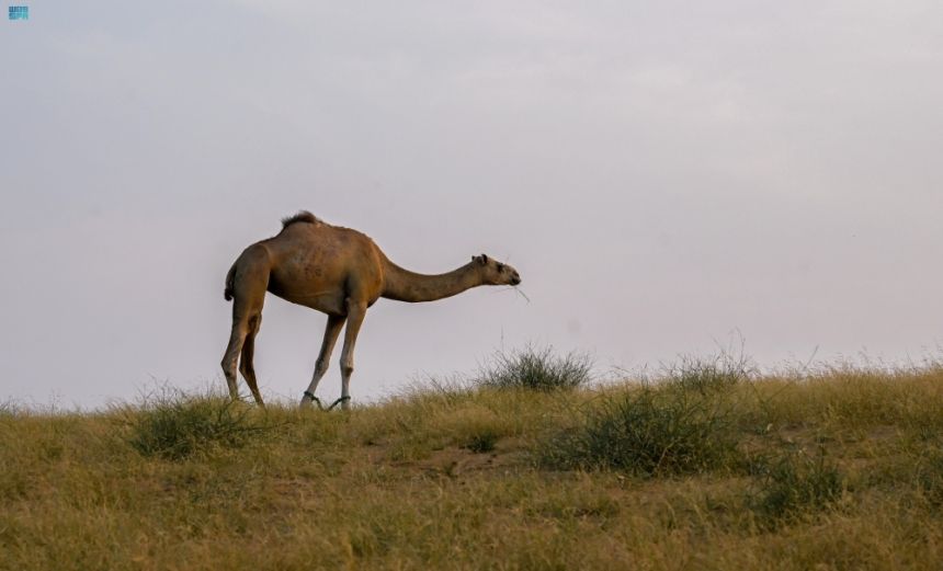 إبل السَّواحل في الباحة - واس