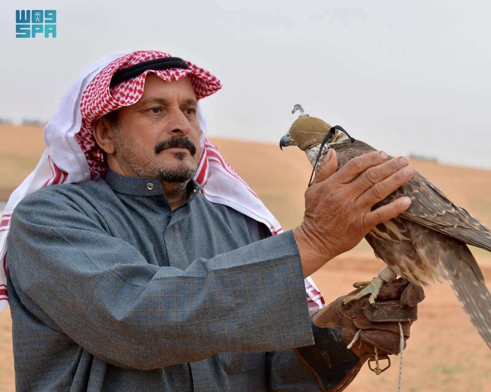 مهرجان الصقور بالقصيم يشهد إقبالاً واسعاً في يومه الثاني