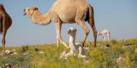 ”الزراعة“: الترقيم الإلكتروني للإبل يعزز الشفافية في البيع والشراء - عرب فايف