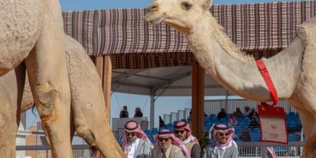 مهرجان الإبل يعزز الاستدامة البيئية بالعناية بـ 1244 شجيرة ونخلة - عرب فايف