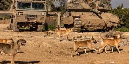 الدفاع المدني بغزة: الاحتلال يقتل الفلسطينيين ويترك جثامينهم في الشوارع لتنهشها الكلاب الضالة - عرب فايف