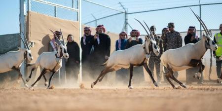 شاهد: إطلاق 66 من ظباء الريم والإدمي و المها الوضيحي وطيور الحبارى في محمية الملك خالد الملكية - عرب فايف