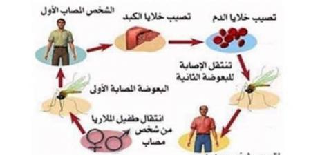 «صحة الفيوم»: فحص أكثر من 4 آلاف منشأة غذائية وطبية خلال عام 2024 - عرب فايف