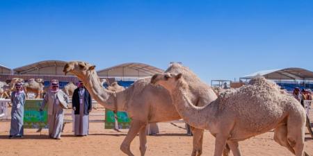 في فئتين.. مهرجان الملك عبدالعزيز للإبل يكشف عن حالات عبث - عرب فايف