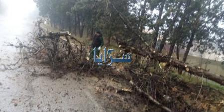 بالفيديو .. سقوط شجرة حرجية على الشارع العام في الشوبك - عرب فايف