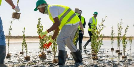 توفير للمياه.. ”استدامة“ يطور زراعة الأعلاف الموسمية في 5 مناطق - عرب فايف