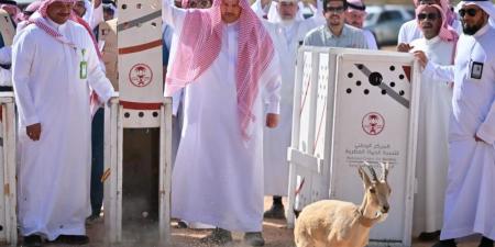 إطلاق 22 كائنًا فطريًا مهددًا بالانقراض في المدينة المنورة - عرب فايف