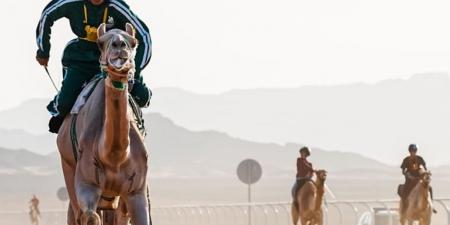 أخضر الهجن يشارك في البطولة الآسيوية - عرب فايف