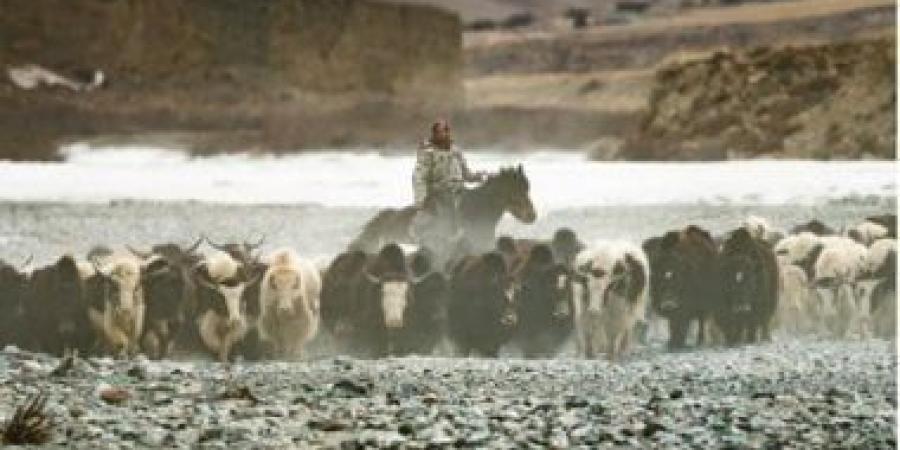 سجادة حمراء للفيلم الإسباني"إقليم" في مهرجان القاهرة السينمائى اليوم - عرب فايف