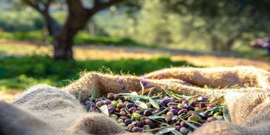 "زراعة الوسطية" تدعو المزارعين لتقليم أشجار الزيتون - عرب فايف