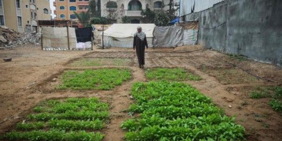 الزراعة في قطاع غزة.. رسالة صمود ومحاولة للتغلب على الواقع الكارثي - عرب فايف