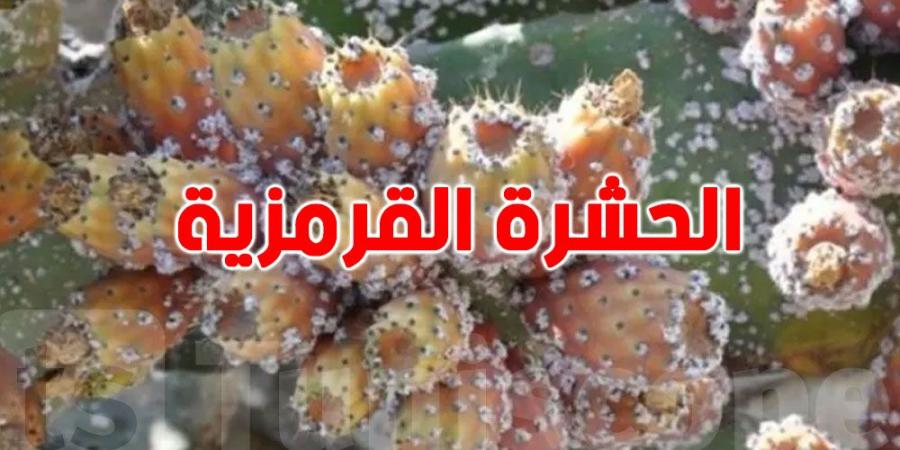 لمكافحة آفتي سوسة النخيل الحمراء والحشرة القرمزية .. وزارة الفلاحة تقرّ عدة إجراءات - عرب فايف