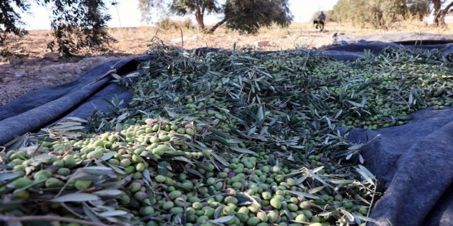 مهرجان الزيتون الوطني الـ 24 ومعرض المنتجات الريفية ينطلق اليوم في عمّان - عرب فايف