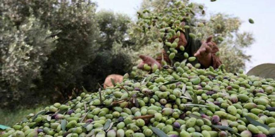 عاجل/ توقف جني الزيتون بأغلب ولايات الجمهورية.. - عرب فايف