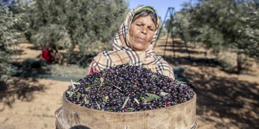 سيدي بوزيد: متدخلون في قطاع الزيتون يتذمرون من انهيار الأسعار ويطالبون بالتدخل لتنظيم عملية بيع الصابة - عرب فايف