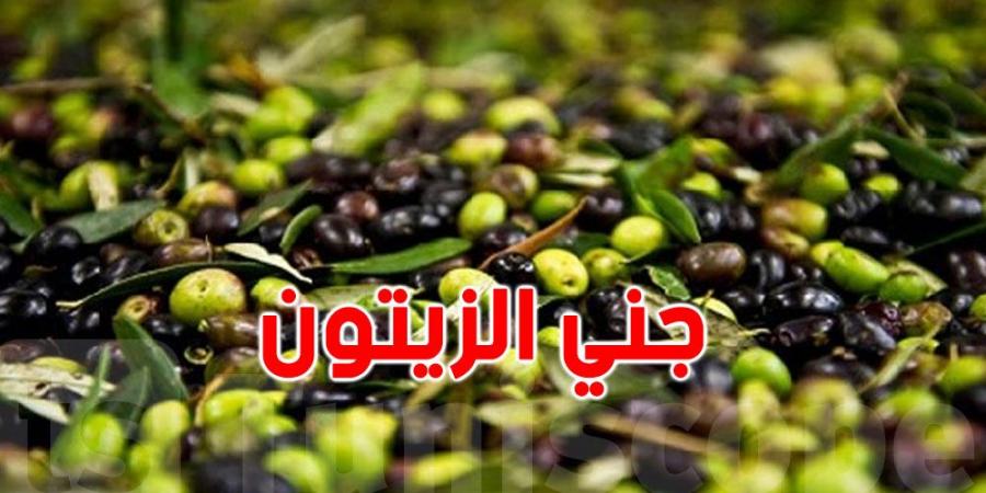 سليانة: تقدم موسم جني الزيتون بنسبة 31 بالمائة - عرب فايف