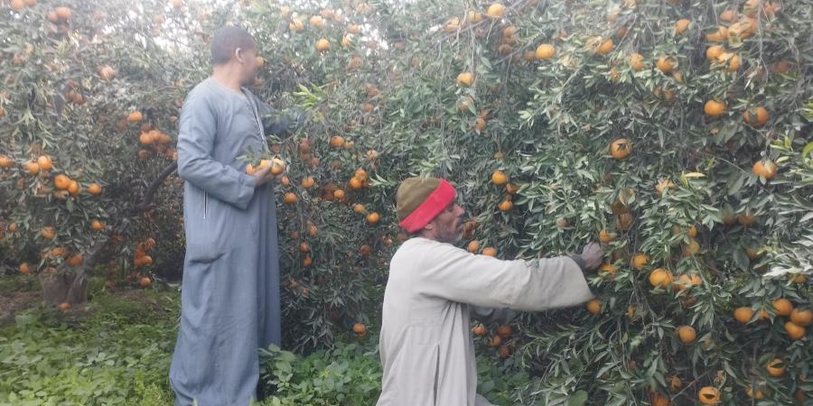 أحلى فاكهة فى الشتا.. مباشر من حصاد محصول اليوسفى بالمنيا (فيديو) - عرب فايف