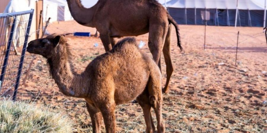 من الحوار إلى البعير.. مسميات الإبل حسب عمرها في الجزيرة العربية - عرب فايف