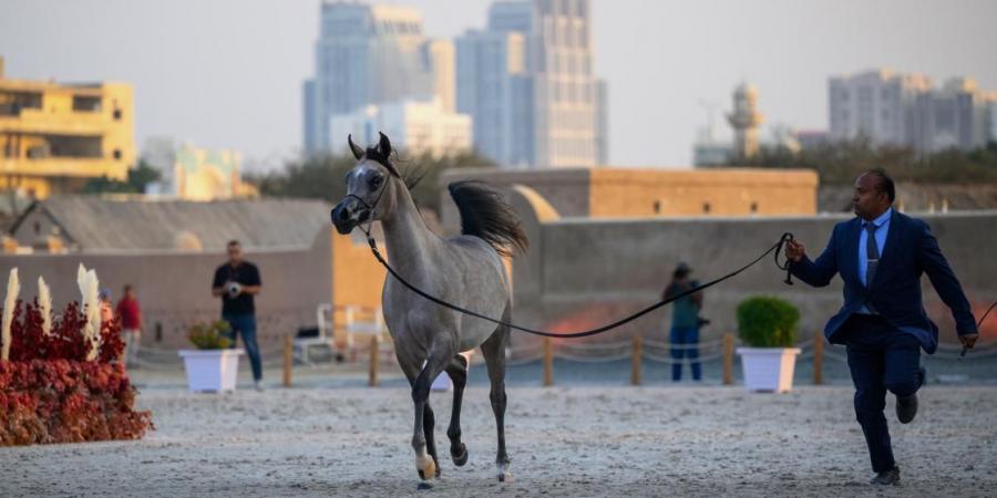 «الأريام حربا» تتألق في دولية الفجيرة للخيل العربي - عرب فايف