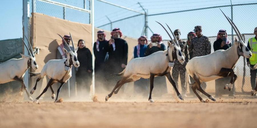 شاهد: إطلاق 66 من ظباء الريم والإدمي و المها الوضيحي وطيور الحبارى في محمية الملك خالد الملكية - عرب فايف