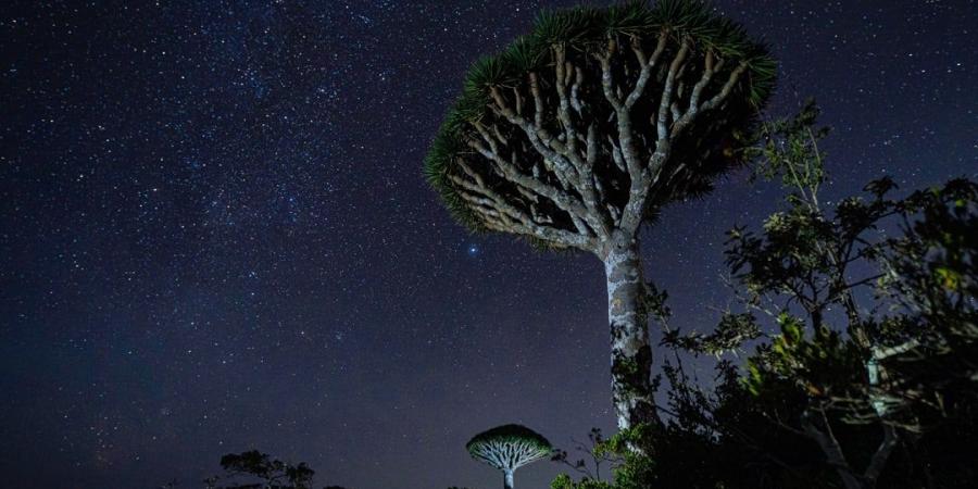 سقطرى Socotra Island أغنى بقاع الأرض بالتنوع البيولوجي والجزيرة المباركة التي أسرها الجمال والأساطير - عرب فايف