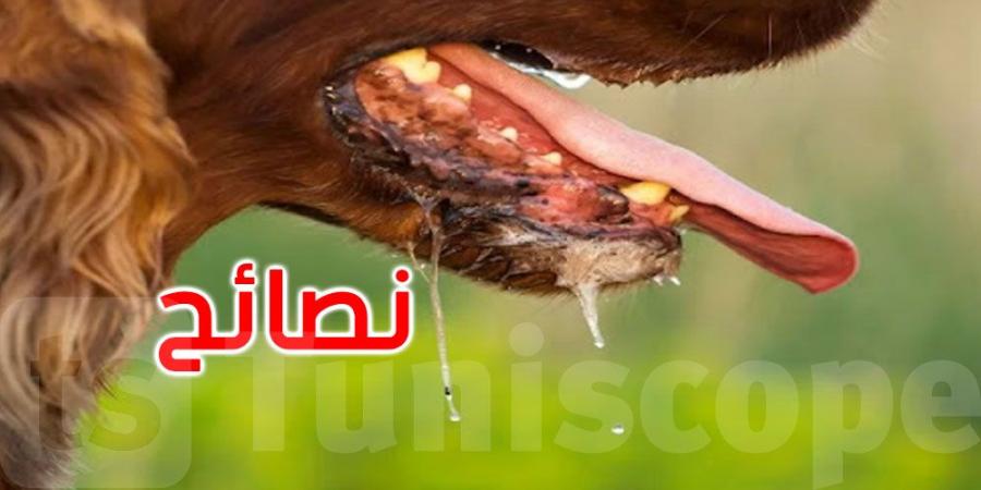 للوقاية من داء الكلب: وزارة الصحة تقدم هذه النصائح للمواطنين - عرب فايف