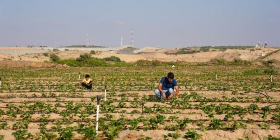 (فاو): الحرب الإسرائيلية على غزة تدمر 75% من الزراعة ومياه الري - عرب فايف