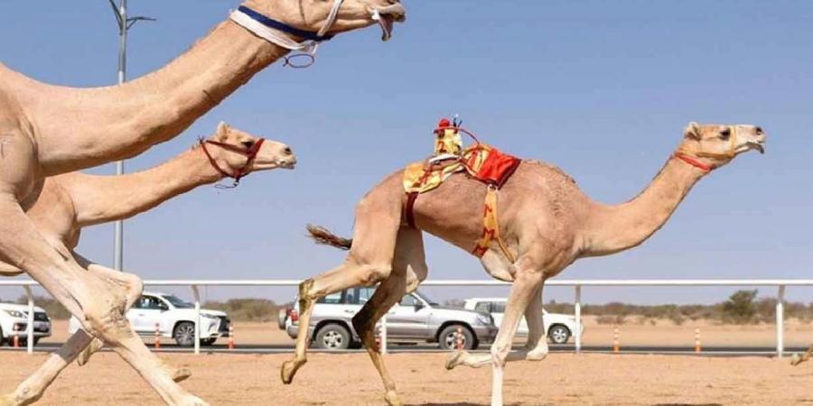 السعوديون أبطال الـ”حقايق” والإماراتيون يخطفون مقدمة الـ “لقايا” - عرب فايف