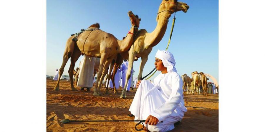 أجواء مفعمة بالأصالة.. ومزاينات الإبل - عرب فايف