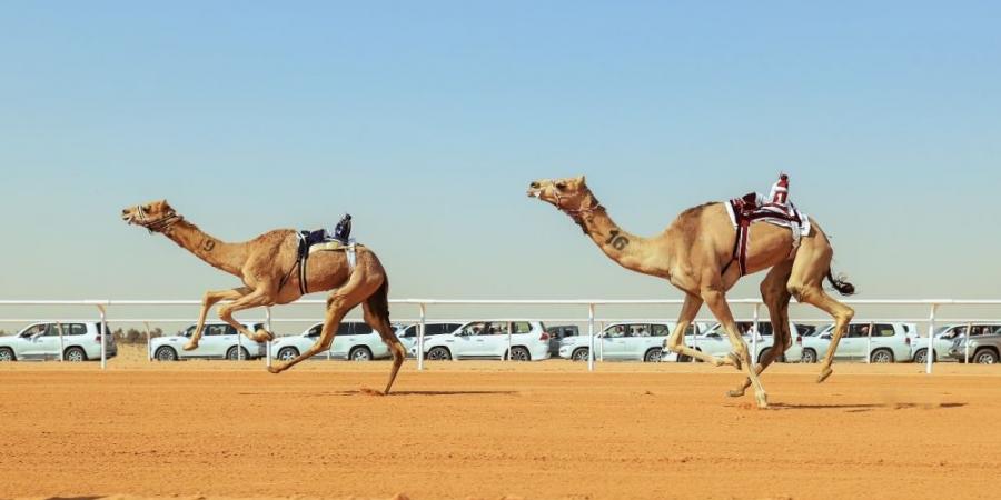 أرضية ميدان الجنادرية للهجن.. مواصفات عالمية - عرب فايف