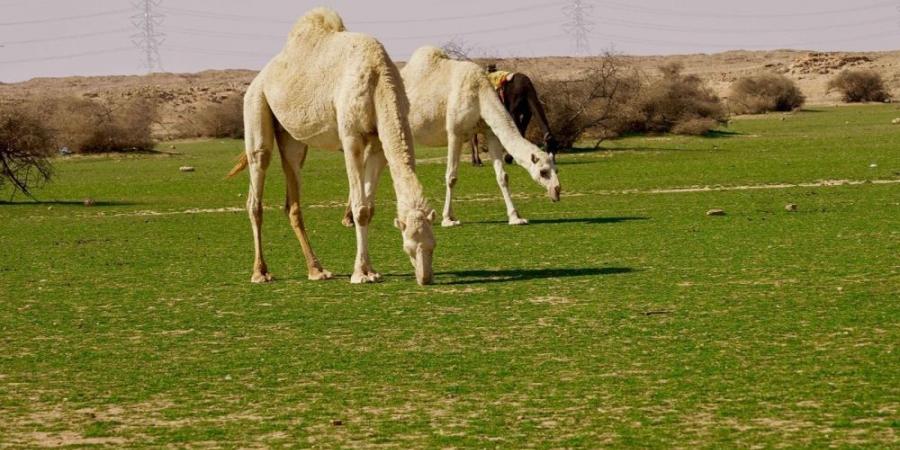 الإبل في فياض غرب رفحاء.. لوحة جمالية تجمع الطبيعة والتراث - عرب فايف