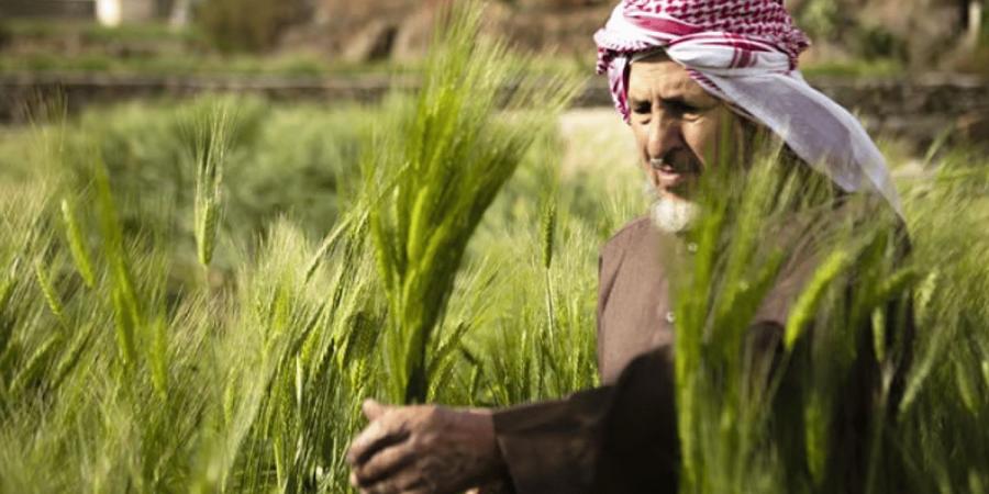 «الإرشاد الزراعي» توضح طريقة التخلص من الديدان القارضة بحقول القمح - عرب فايف