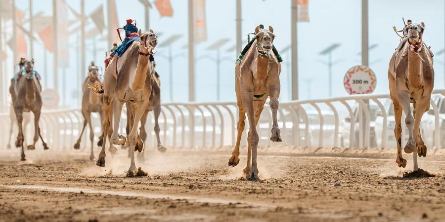 اليوم.. اختتام فعاليات مهرجان خادم الحرمين الشريفين للهجن - عرب فايف