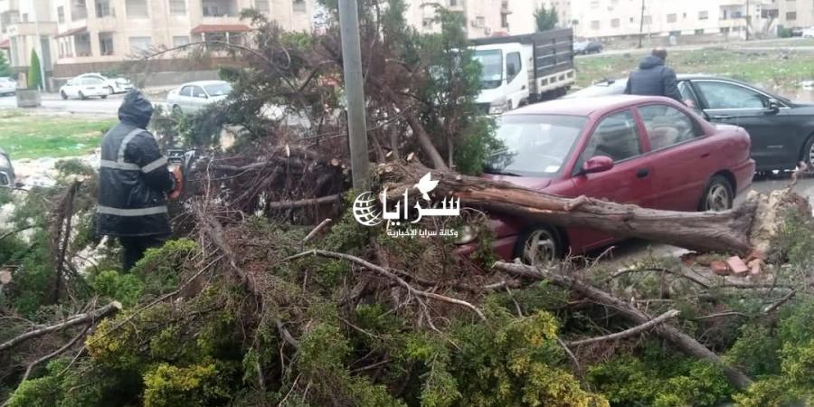 بالصور .. سقوط شجرة على عدد من المركبات في إربد - عرب فايف