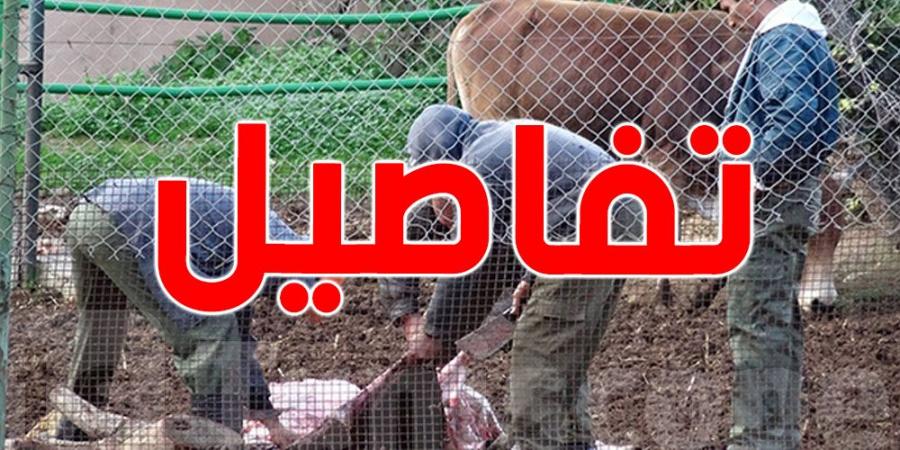 عمادة أطباء البياطرة تحذر: تزايد الذبح العشوائي يهدد صحة التونسيين - عرب فايف