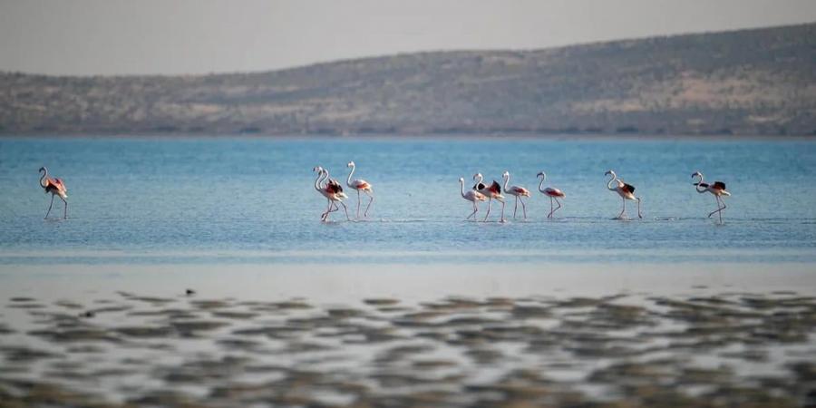 تسجيل 10 آلاف طائر مائي في محمية جزر فرسان - عرب فايف