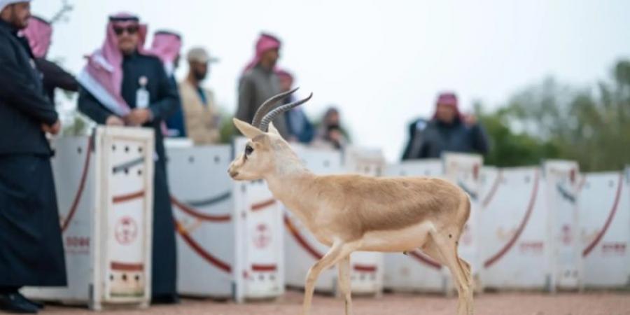 الحياة الفطرية يطلق 10 ظباء ريم في متنزه الزلفي الوطني ضمن جهود الاستدامة البيئية - عرب فايف