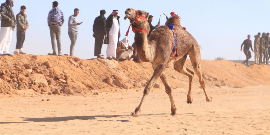 بمشاركة ثلاث دول عربية.. اليوم الأول لسباق الهجن بالاسماعيلية - عرب فايف