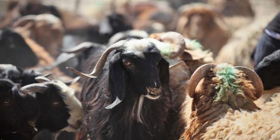 تحت وطأة الجفاف.. المغرب يطلب من مواطنيه عدم ذبح الأضاحي هذا العام - عرب فايف