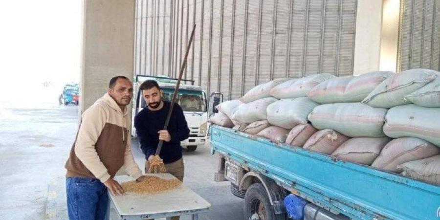 المنيا تتخطى الـ 100 ألف طن.. موسم حصاد القمح 2025 يحقق أرقامًا قياسية - عرب فايف