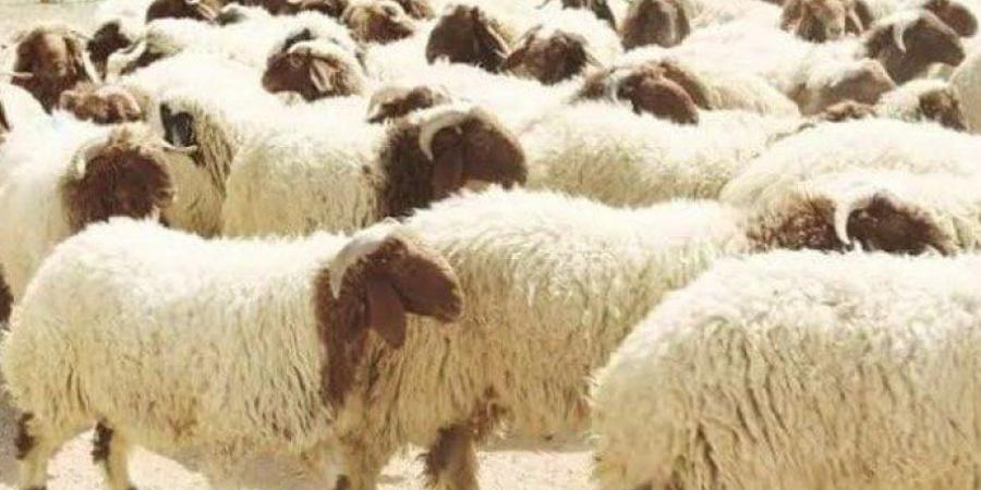 أسعار الأبقار والخراف والماعز في عيد الأضحى 2025 - عرب فايف