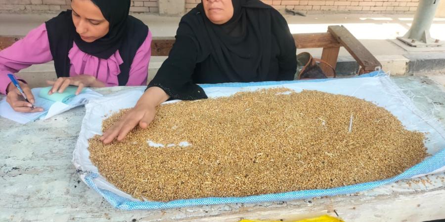تم استقبال 2444 طن حتى الآن .. المهندس «مصطفي» مدير صومعة ههيا بالشرقية يكشف كيفية استقبال القمح من المزارعين وتخزينه - عرب فايف