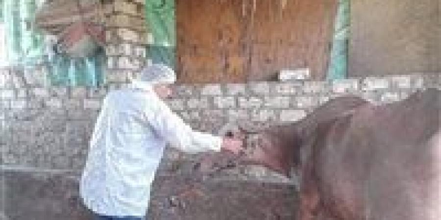 تحصين 331 ألف و466 رأس ماشية ضد مرض الحمى القلاعية والوادي المتصدع بالمنوفية - عرب فايف