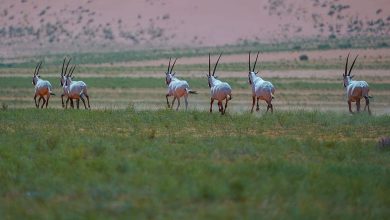 انطلاق المرحلة الثالثة لمبادرة تصحيح أوضاع الكائنات الفطرية في المملكة